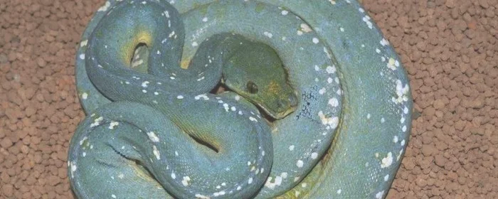 青色的蛇是什么蛇?
