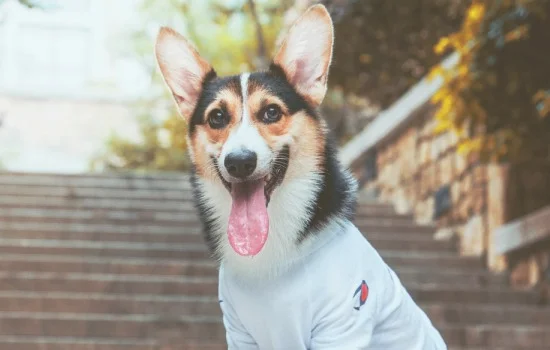 新手适合养柯基还是柴犬 新手推荐柯基还是柴犬