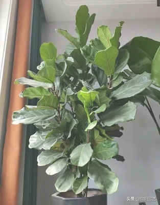 适合养在客厅的大型绿植(适合养在客厅的大型植物)