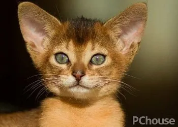 阿比西尼亚猫多少钱一只_百科_生活