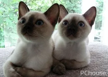 东奇尼猫多少钱一只_百科_生活
