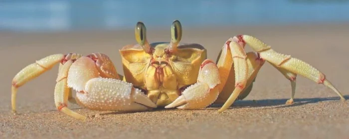吃了没熟的螃蟹怎么办,螃蟹没有熟吃了怎