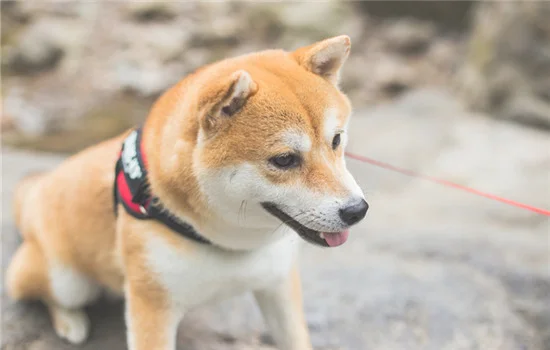 柴犬白手套为什么不好