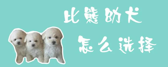 比熊幼犬怎么选择