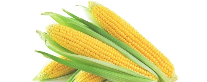 一个玉米的热量是多少千焦,100克玉米的热
