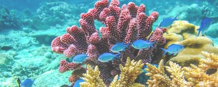 珊瑚礁主要有几种,珊瑚礁的种类有哪三种