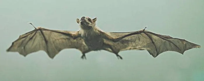 蝙蝠为什么能发出超声波,蝙蝠为什么能发