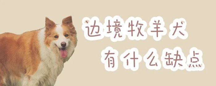 边境牧羊犬有什么缺点