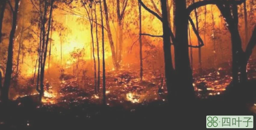 森林防火的知识有哪些