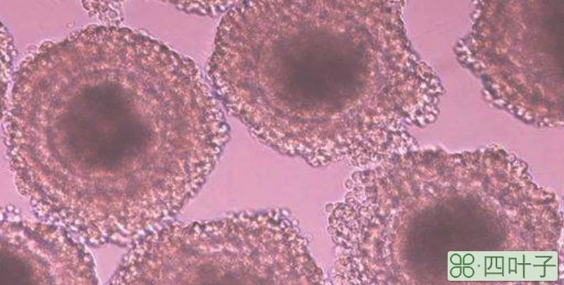精母细胞和卵母细胞的区别