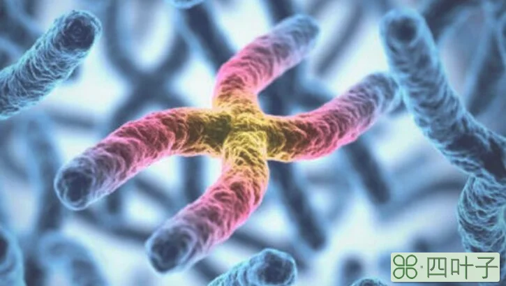 染色体存在于细胞的什么中