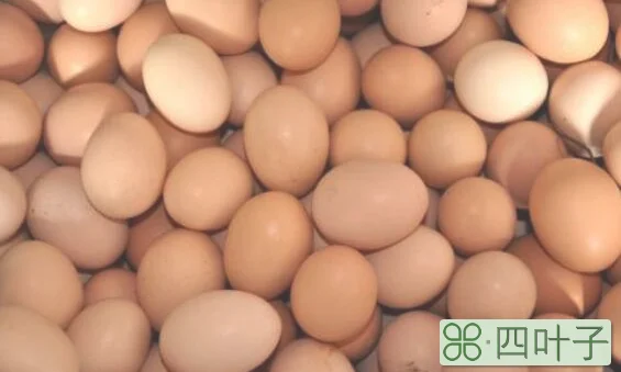 市面上的鸡蛋有激素吗