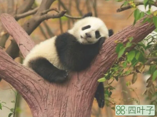大熊猫平时都怎么睡觉的