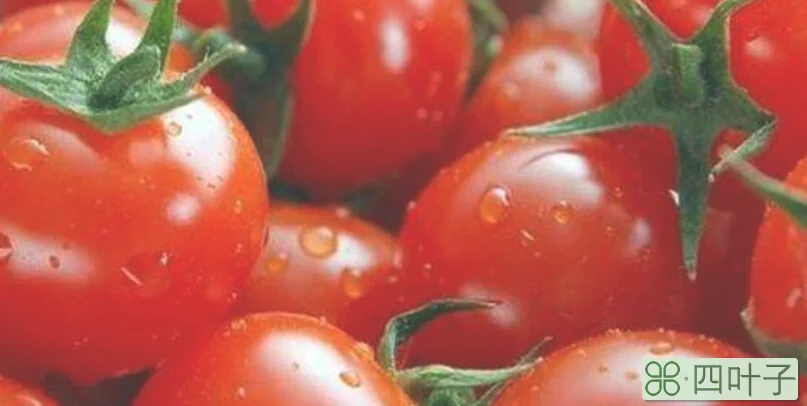 没长熟的西红柿能吃吗