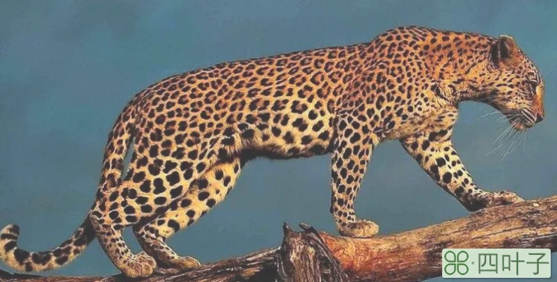 cheetah和leopard区别