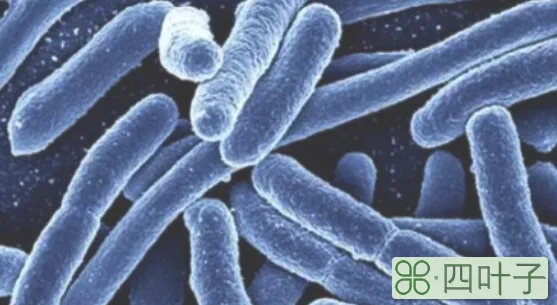 大肠杆菌是单细胞生物吗