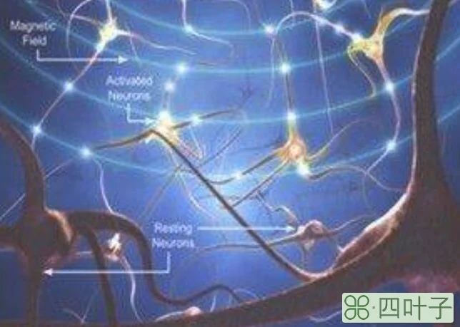 神经递质作用于什么细胞