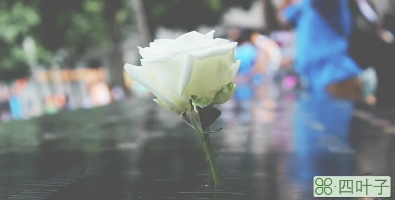 白玫瑰的含义
