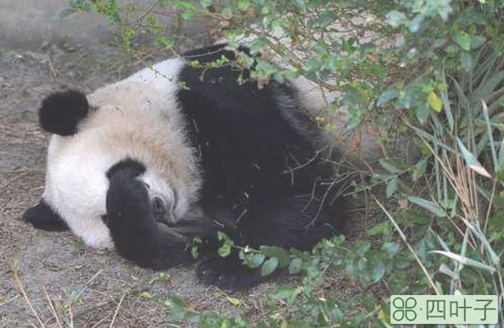 大熊猫玩什么