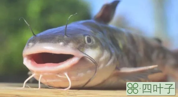 八条胡须的鲶鱼能吃吗