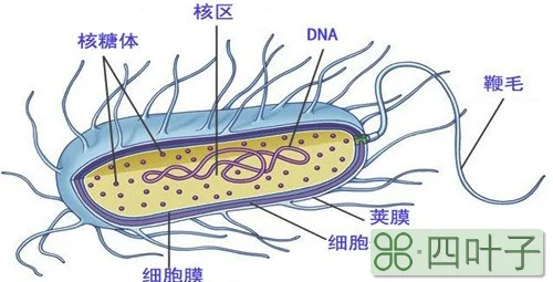 细菌细胞壁特有的成分是什么
