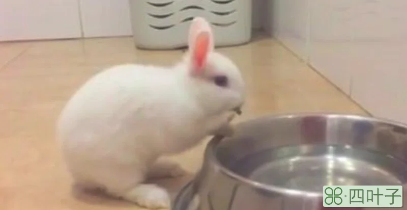 小白兔可以喝水吗