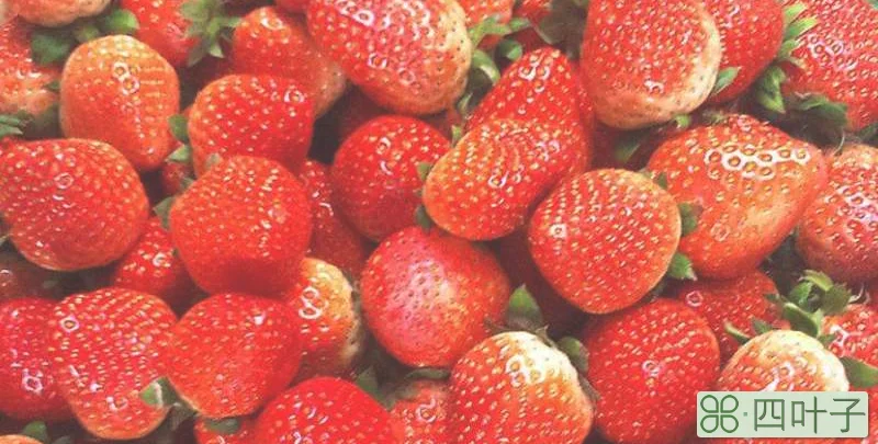 草莓籽上长黑毛能吃吗