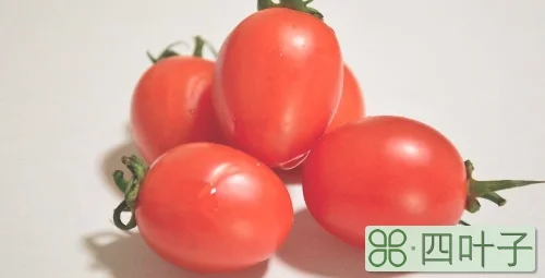 小番茄一天可以吃多少