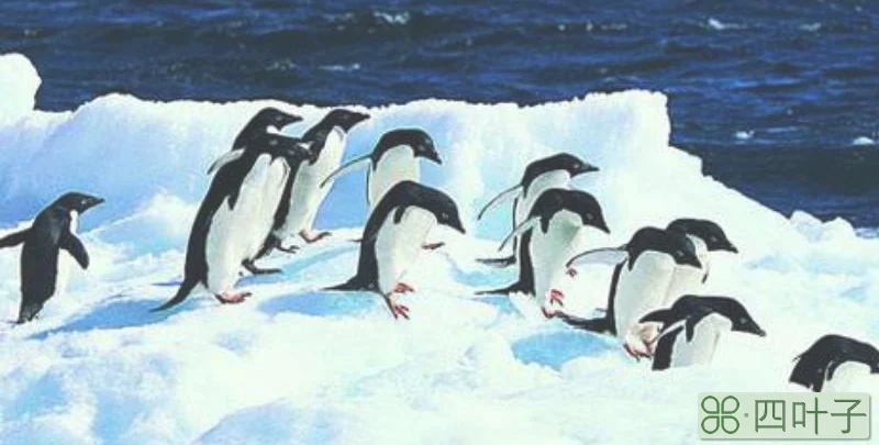企鹅送到北极会死吗