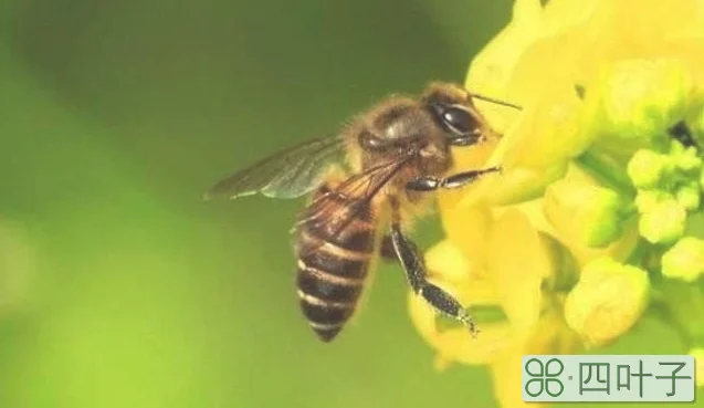 蜜蜂采粉和采蜜区别