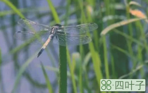 乳鸦啼散玉屏空 一枕新凉一扇风什么意思