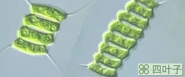 颤藻和水绵细胞的区别