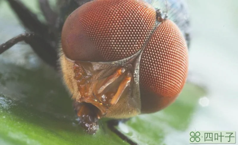 苍蝇的眼睛是什么眼由很多什么组成
