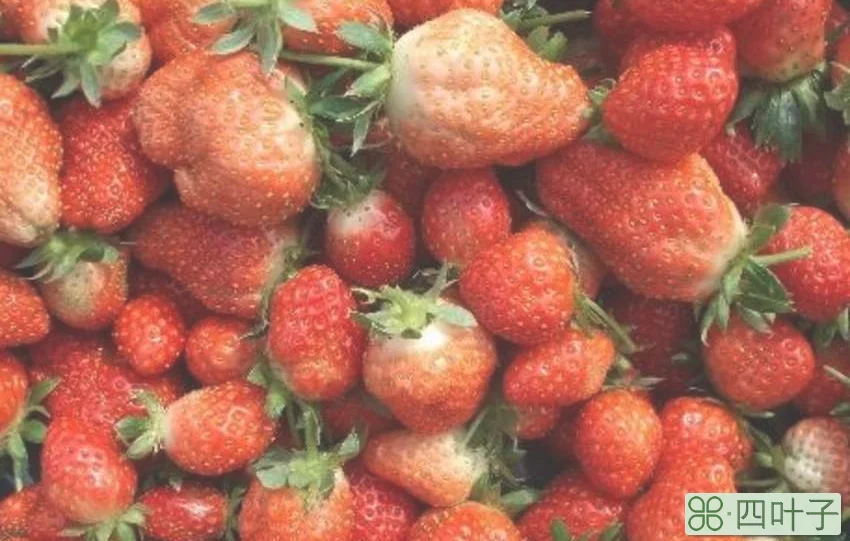 草莓坏了是什么样子