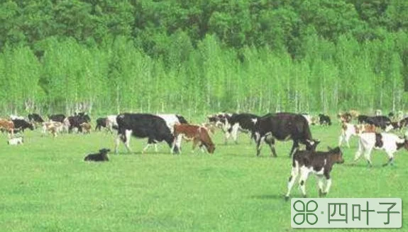 畜牧业是第几产业