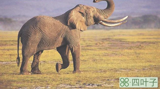 成年大象多重