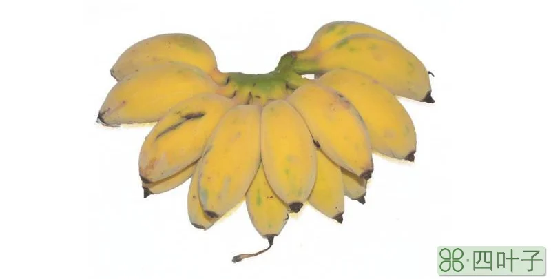 苹果蕉和香蕉的区别