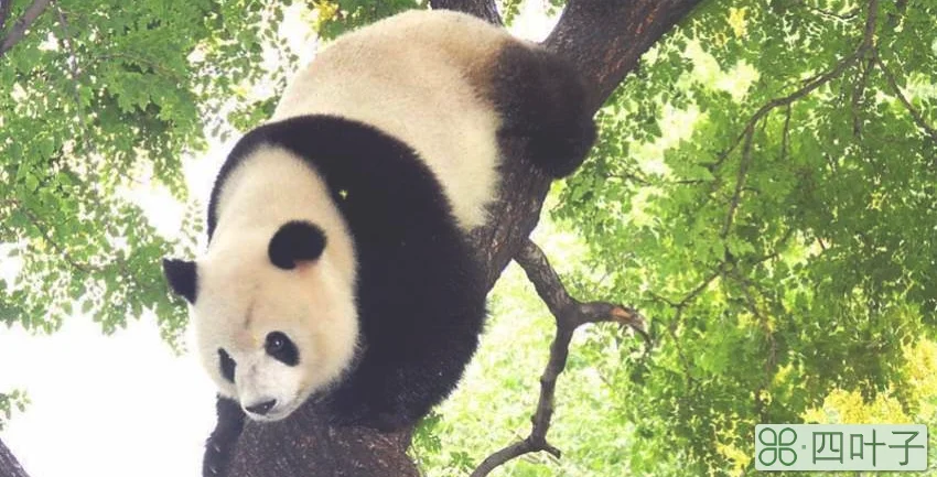 为什么熊猫是黑白色