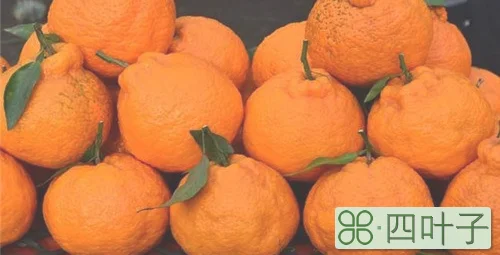 丑橘一般能放多久