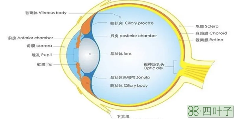 具有维持眼球形状作用的眼球结构是什么