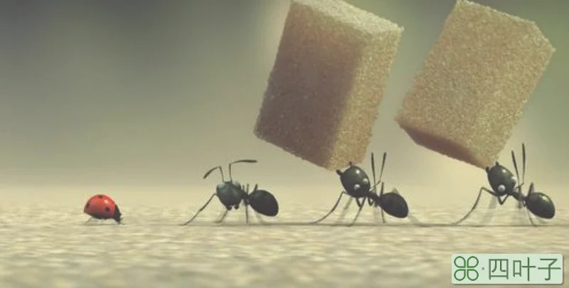 蚂蚁晚上会出来活动吗