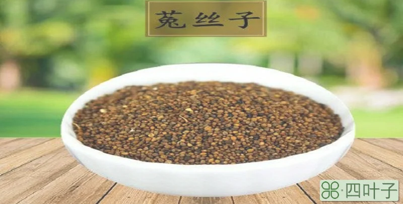 莬丝子怎么泡茶