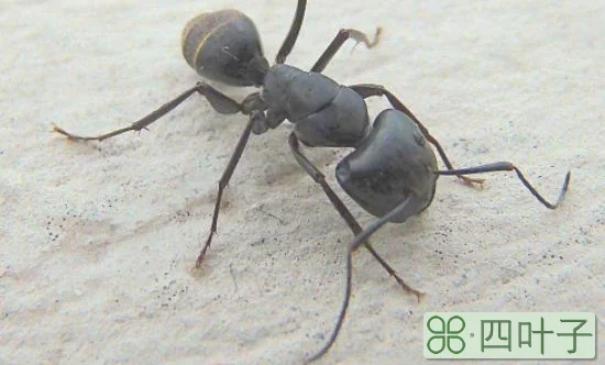 蚂蚁有脑子吗