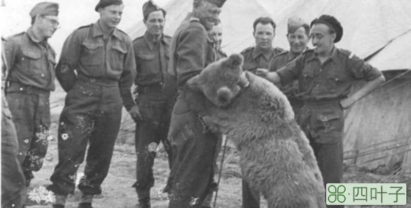 二战棕熊故事是真的吗