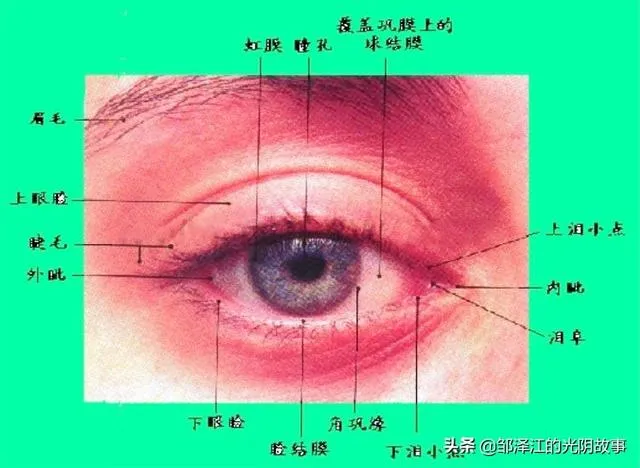 传说中的“白眼狼”，到底是怎样的一种存在？