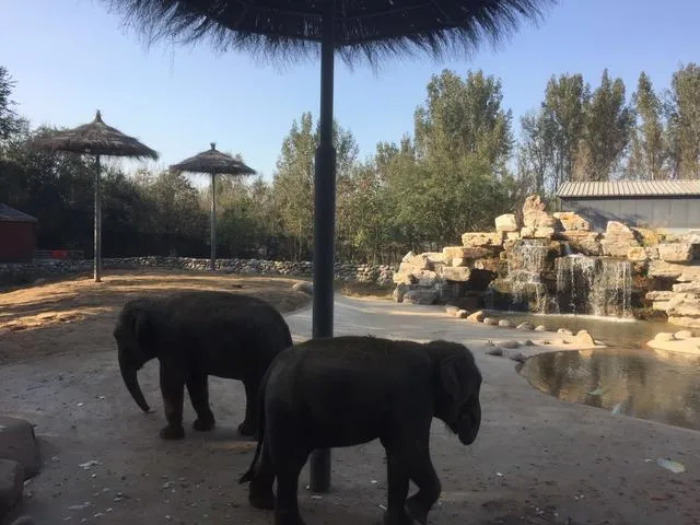 北京野生动物园游览全攻略，看完让你轻松带娃玩一天！
