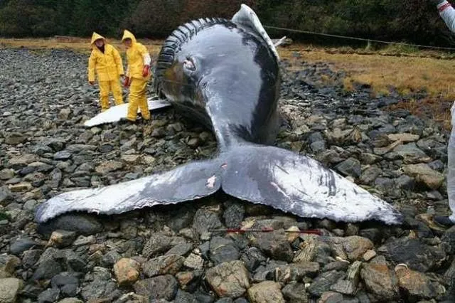 鲸鱼生在海洋，却容易死在沙滩，处置不当会发生威力巨大的爆炸