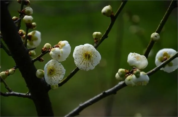 上海海湾国家森林公园梅花节赏梅攻略