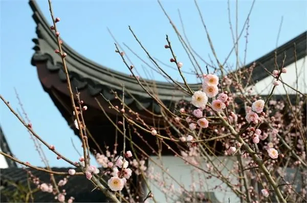 上海海湾国家森林公园梅花节赏梅攻略