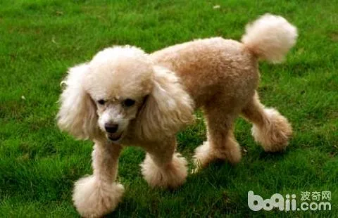 标准贵宾犬贵吗 | 标准贵宾犬的特征及价格